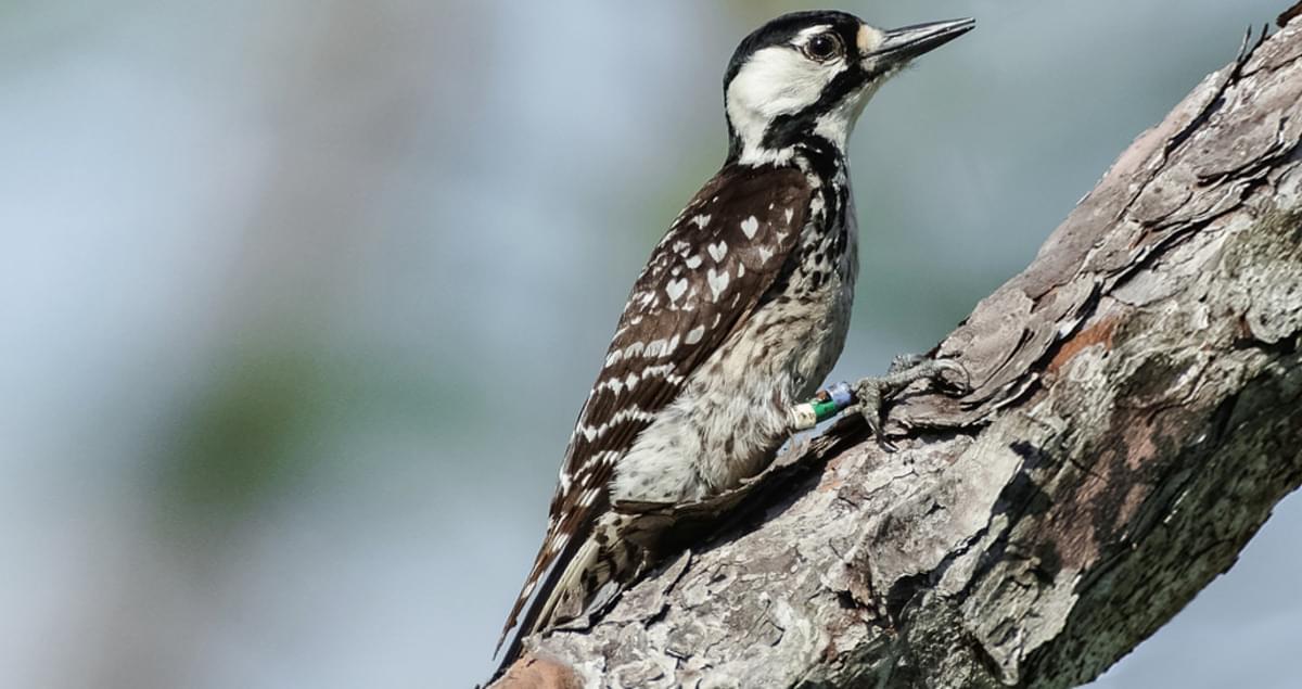Red-cockaded Woodpecker Identification, All About Birds, Cornell Lab of ...