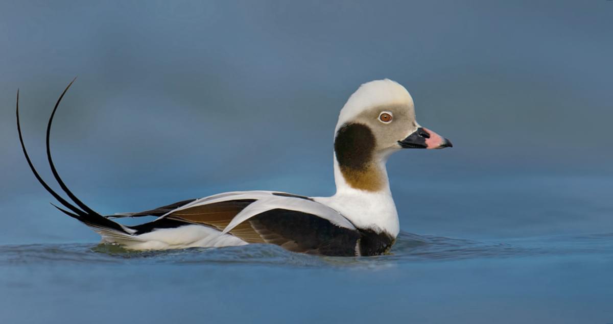 Longtailed Duck Identification, All About Birds, Cornell
