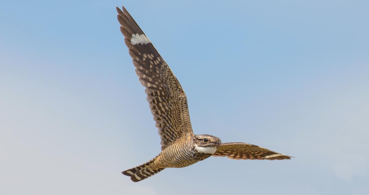 Lesser Nighthawk Similar Species Comparison, All About Birds, Cornell