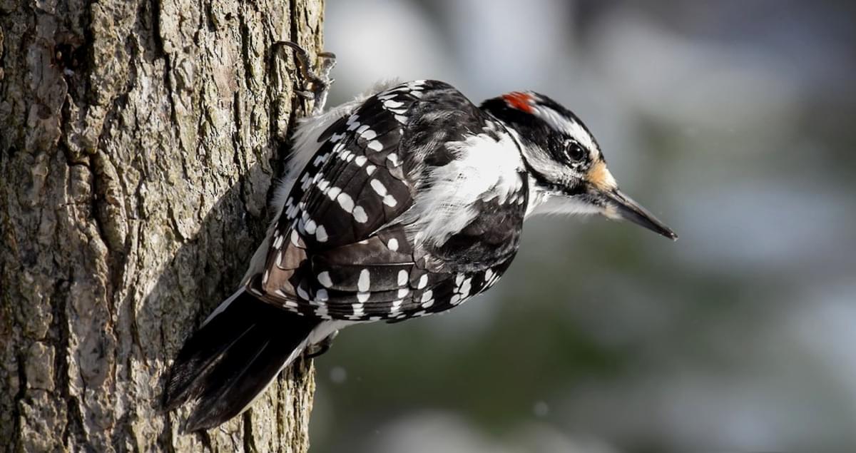 Hairy Woodpecker Identification, All About Birds, Cornell Lab of