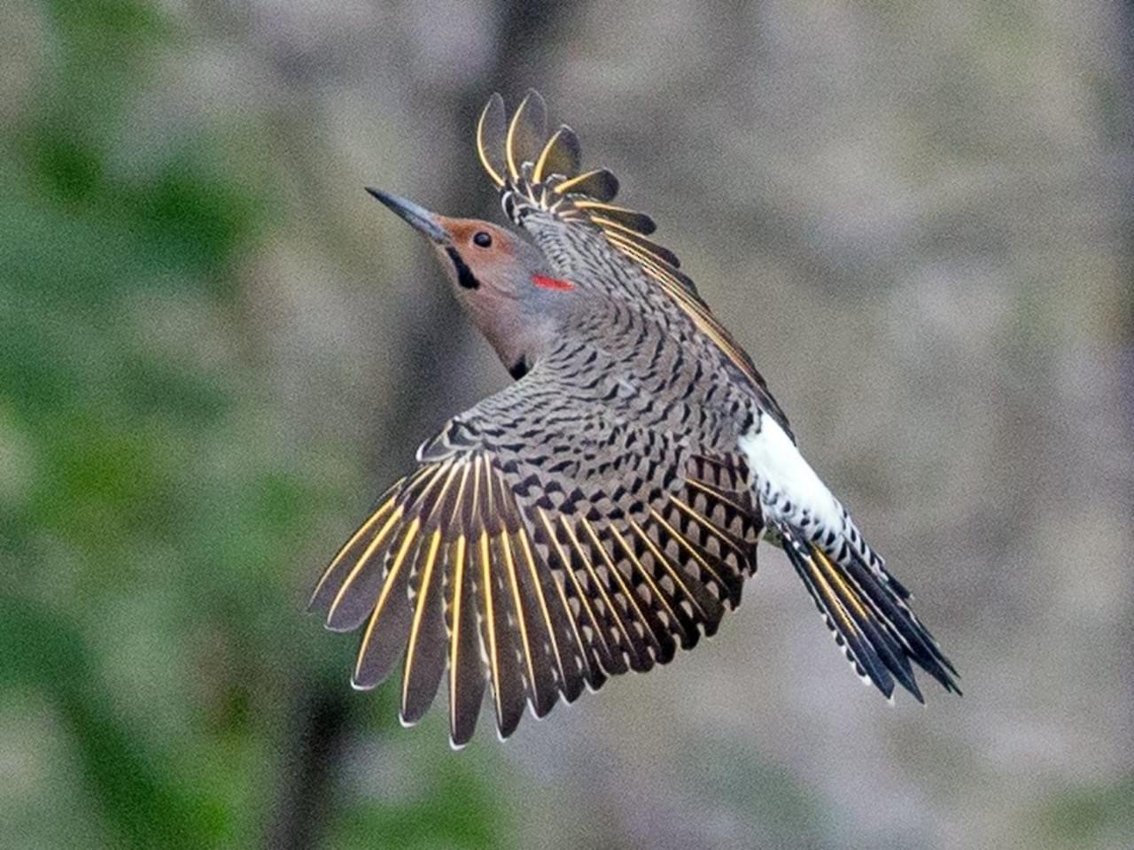 Image result for yellow shafted flicker white rump