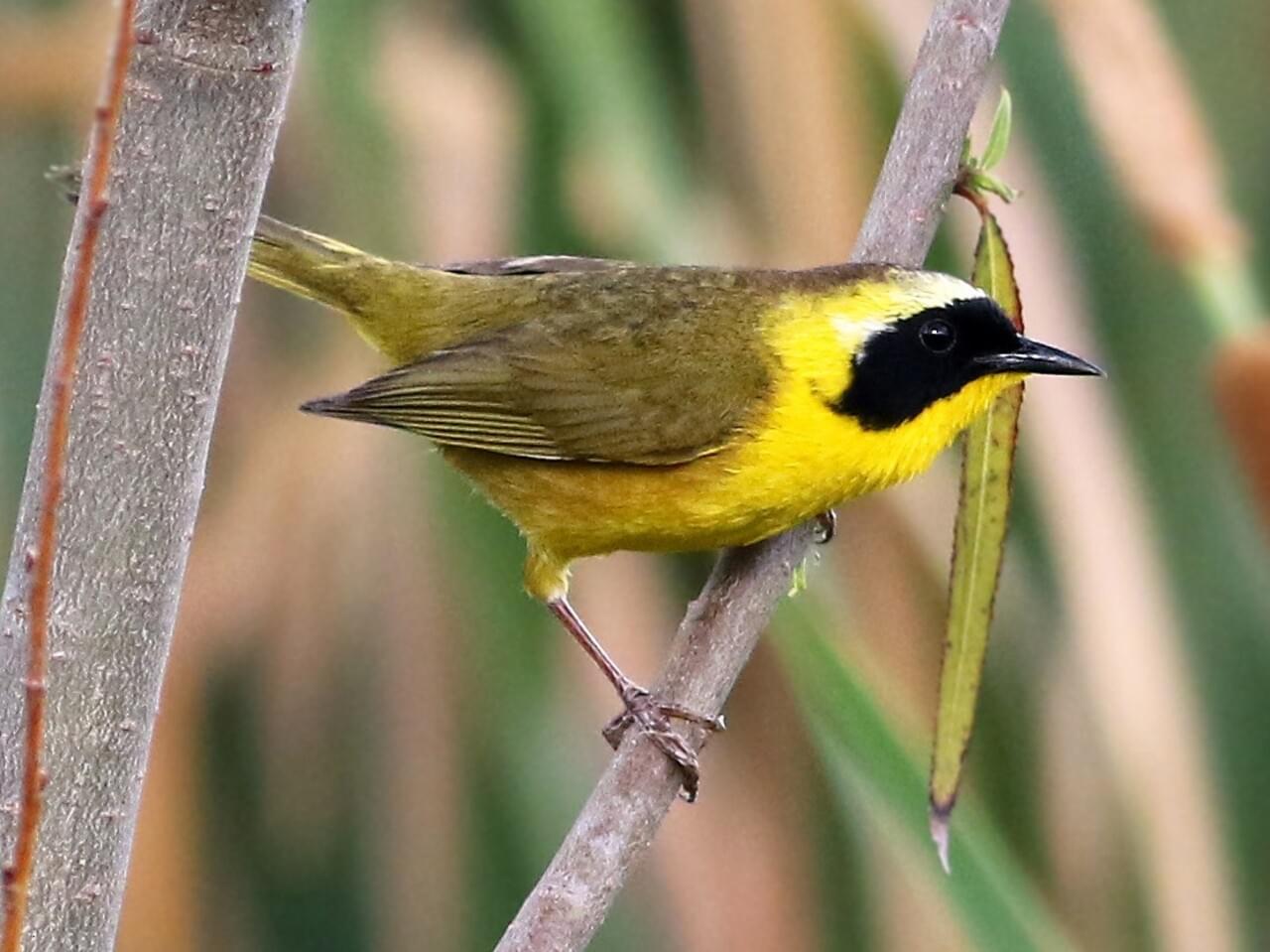 Common Yellowthroat (chapalensis) Adult male (chapalensis)