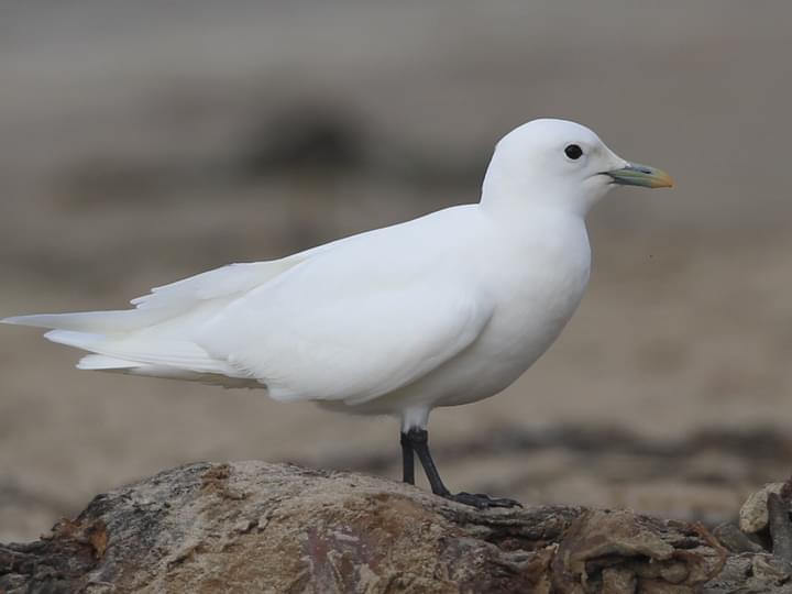 Image result for Ivory Gull