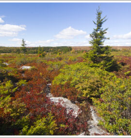 Aerial shot of a field covered in shrubs and scattered with trees.