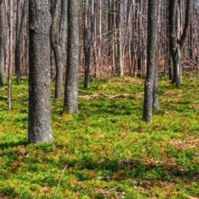 Moss covered ground surrounded with trees