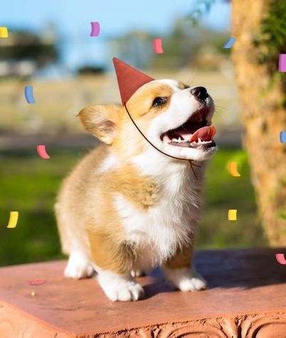 Corgi Con May 22nd Paws Pet Resort Corgi Con May 22nd Paws Pet Resort