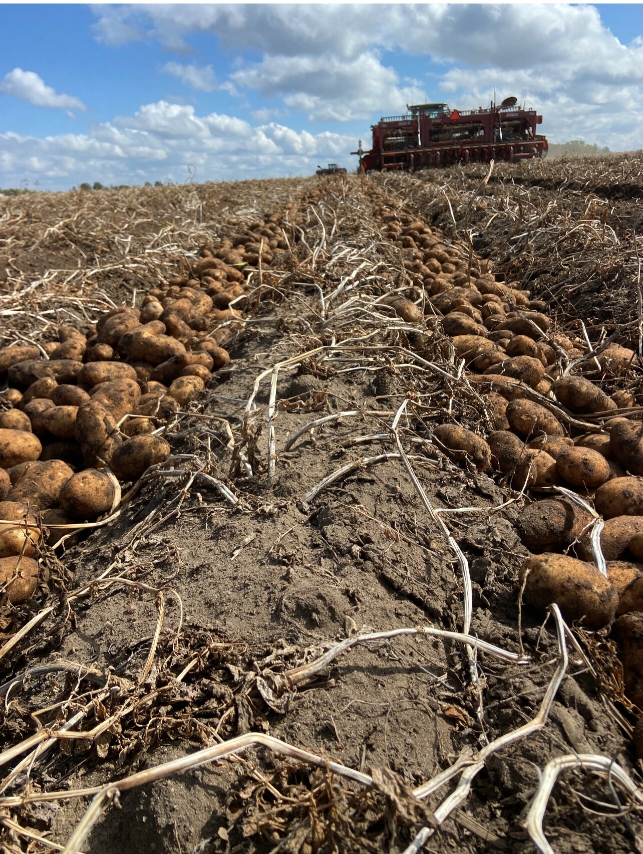 R.D. Offutt Farms to Host 9th Annual Potato Field… RD Offutt Farms