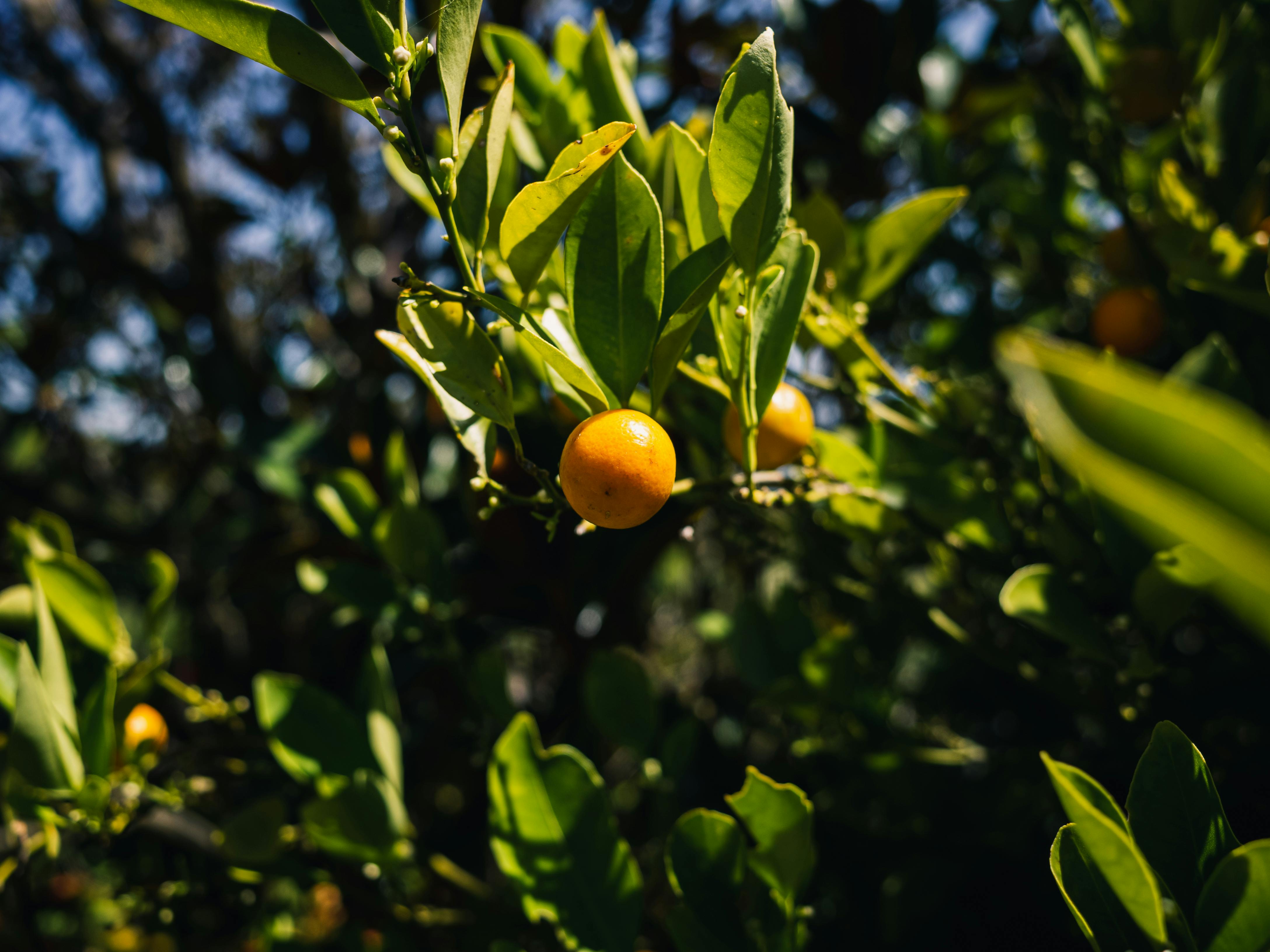 lakeland_county_citrus_grove.jpg