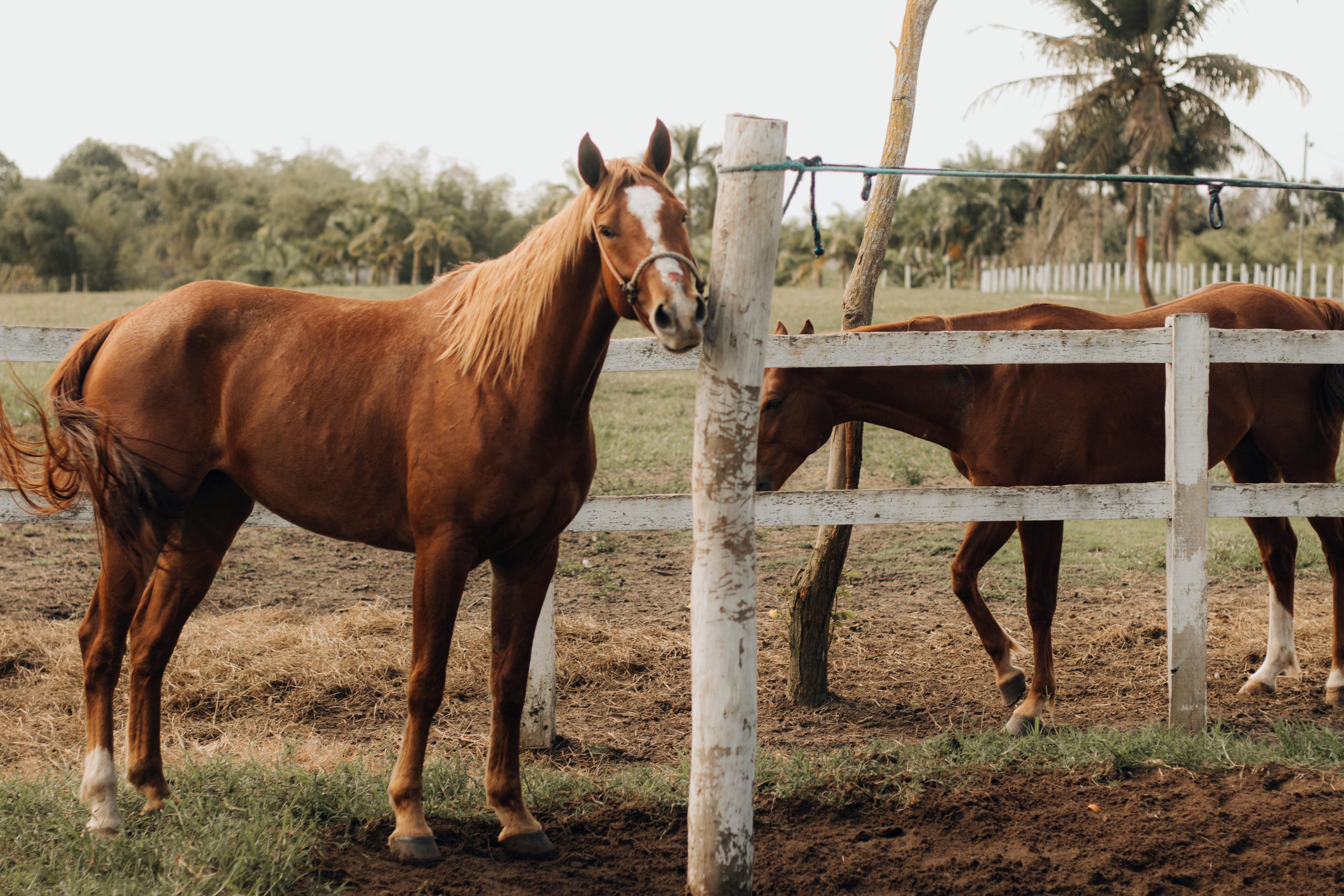 florida_horse_farm.jpg