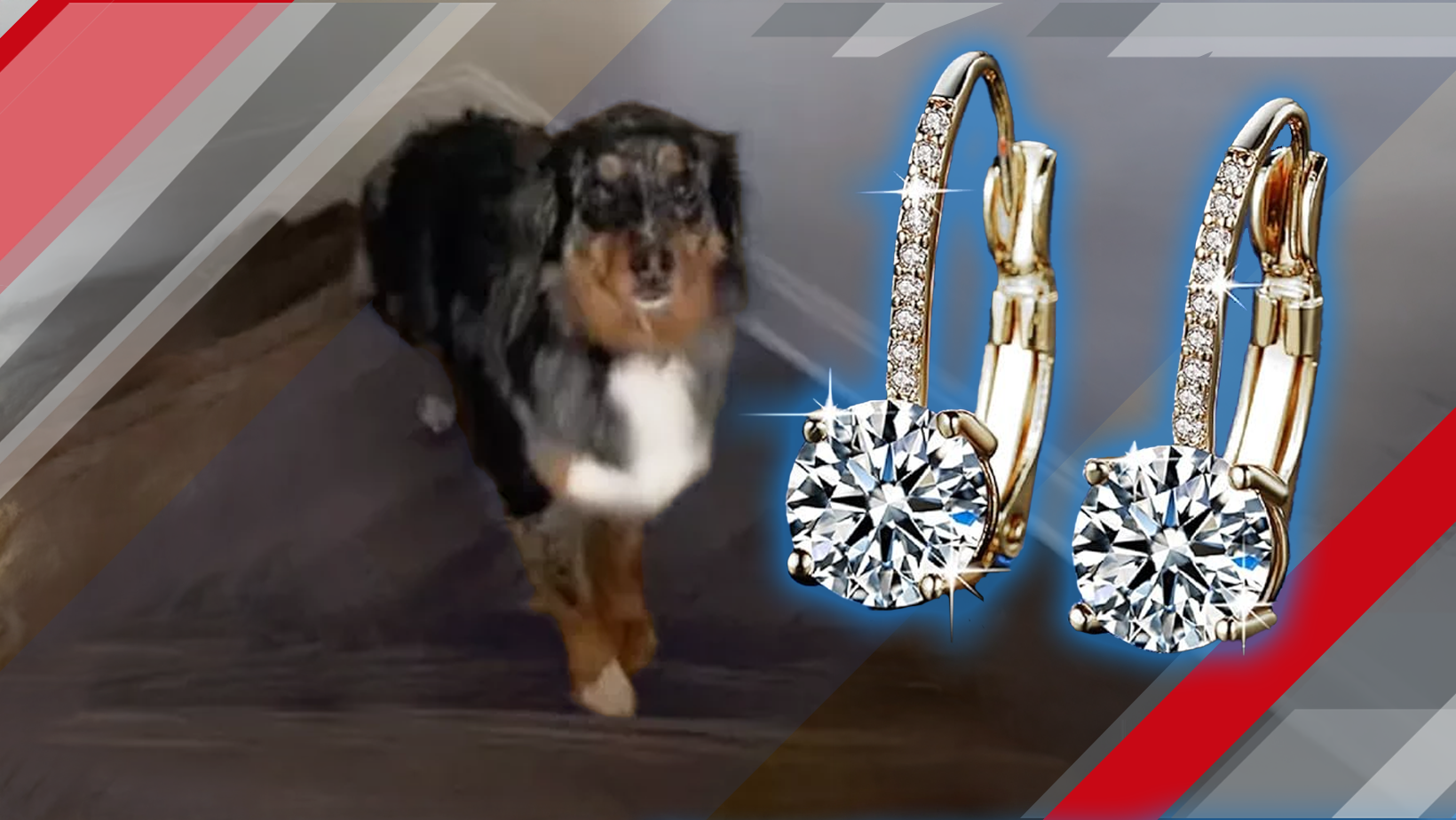Dog Swallows Diamond Earrings, Insurance Pays the Claim