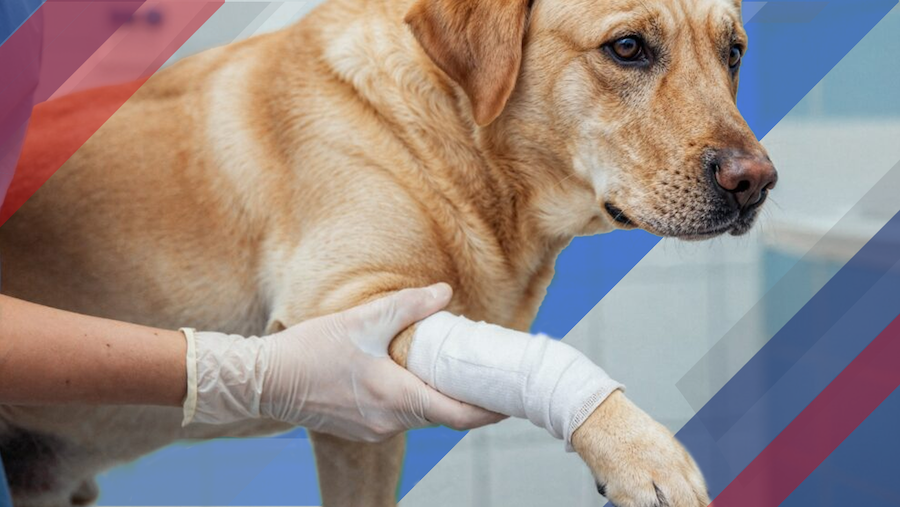 The $50,000 Dog: How Rising Veterinary Costs Are Turning Pet Insurance Into a Financial Necessity