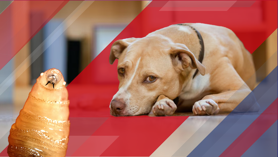 Reappearance of New World Screwworm Raises Pet Insurance Concerns