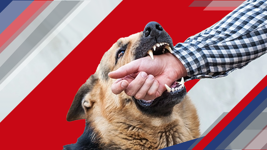 Homeowners Insurance and Dog Bite Liability: Why Umbrella Coverage is Essential