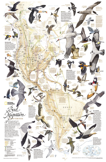 Bird Migration, Western Hemisphere