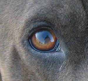 Alan Herrell the head lemur | Blackie's Eye | phoenix, arizona