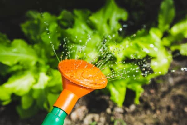 Sous vide watering can