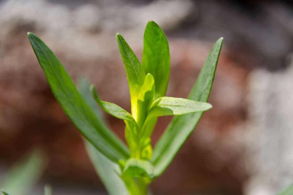 How much is in tarragon 6