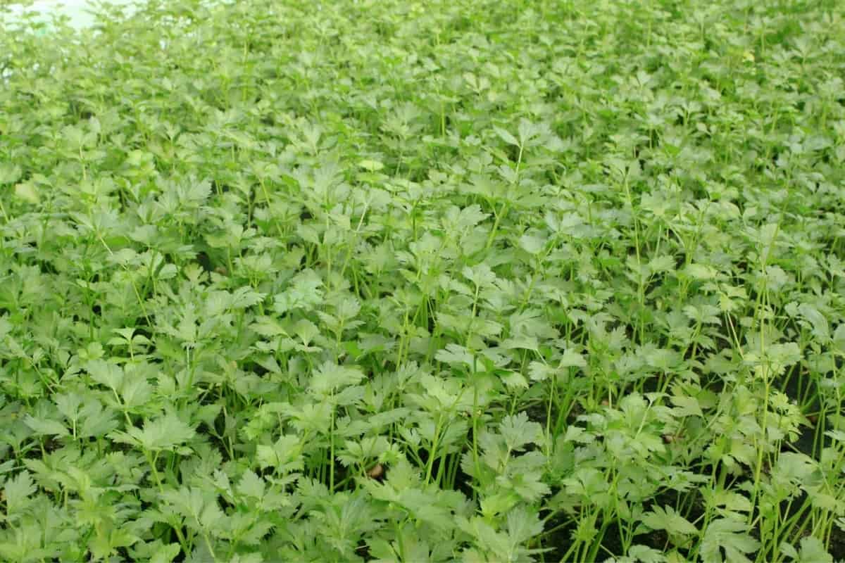 How much is in a celery stalk 3