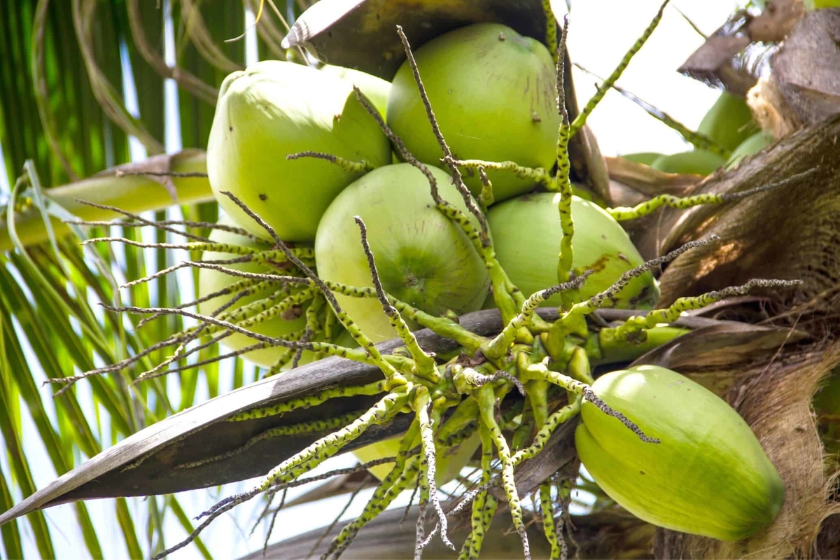 How much is in a coconut 2