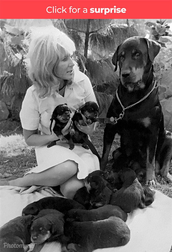Birthday gift - 12 puppies born on my birthday. 1976