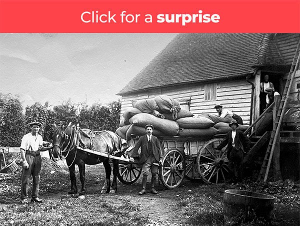 Hops going to the oast for drying at Street Farm. 1930, GB
