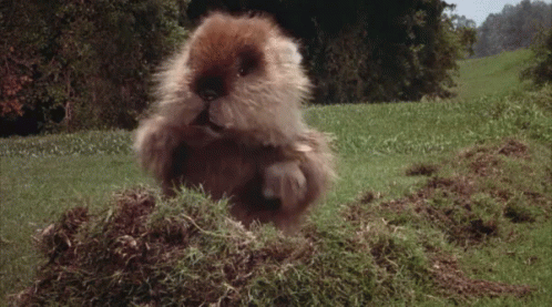 02-gopher.width-500.gif