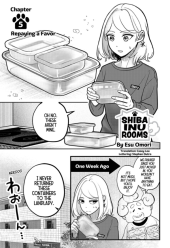 Shiba Inu Rooms #5 Reviews