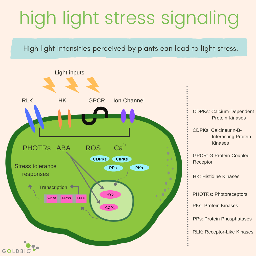 How Plants Deal With Stress The Science Behind Plant Stress Signaling