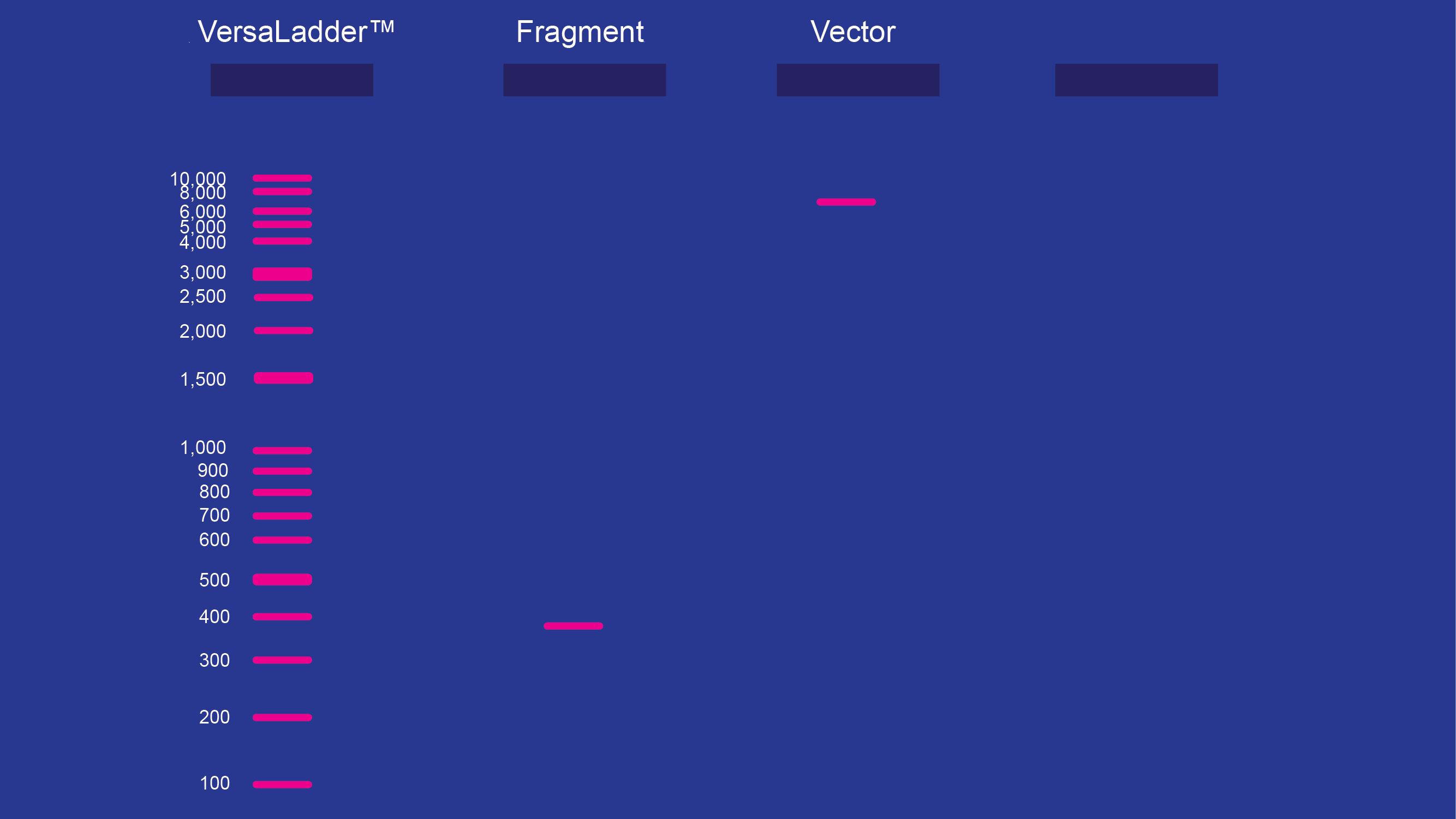how to choose a goldbio dna ladder