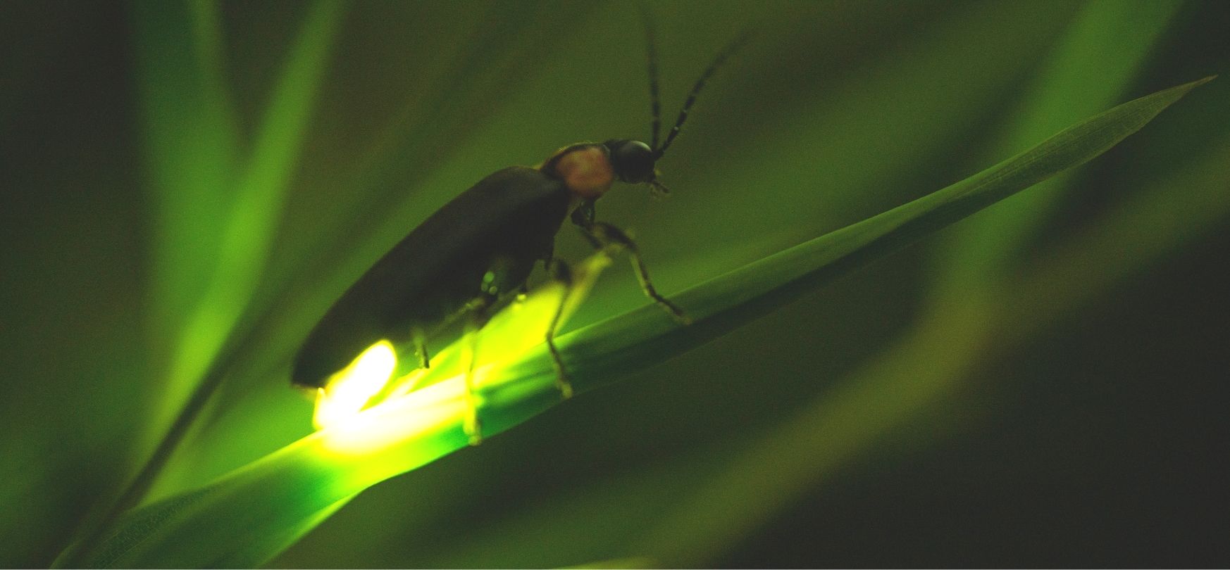 Everything About Luciferin and Luciferase GoldBio