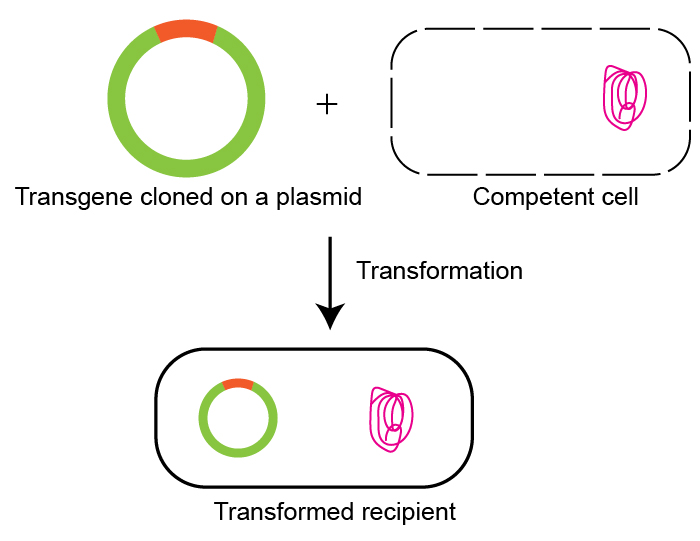 Bacterial Gene Manipulation by Horizontal Gene Transfer (HGT) | GoldBio