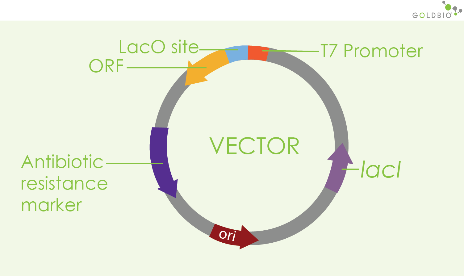 How Does IPTG Induction Work GoldBio How Does IPTG Induction Work GoldBio