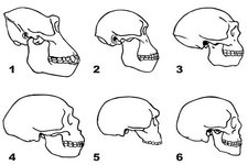 Printables Evidence For Evolution Worksheet structural evidence for evolution read life science ck 12 foundation