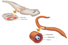roundworms read life science