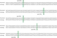 Printables Evidence For Evolution Worksheet molecular evidence for evolution assessments life science ck 12 foundation