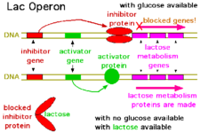 Prokaryotic Gene Regulation Model