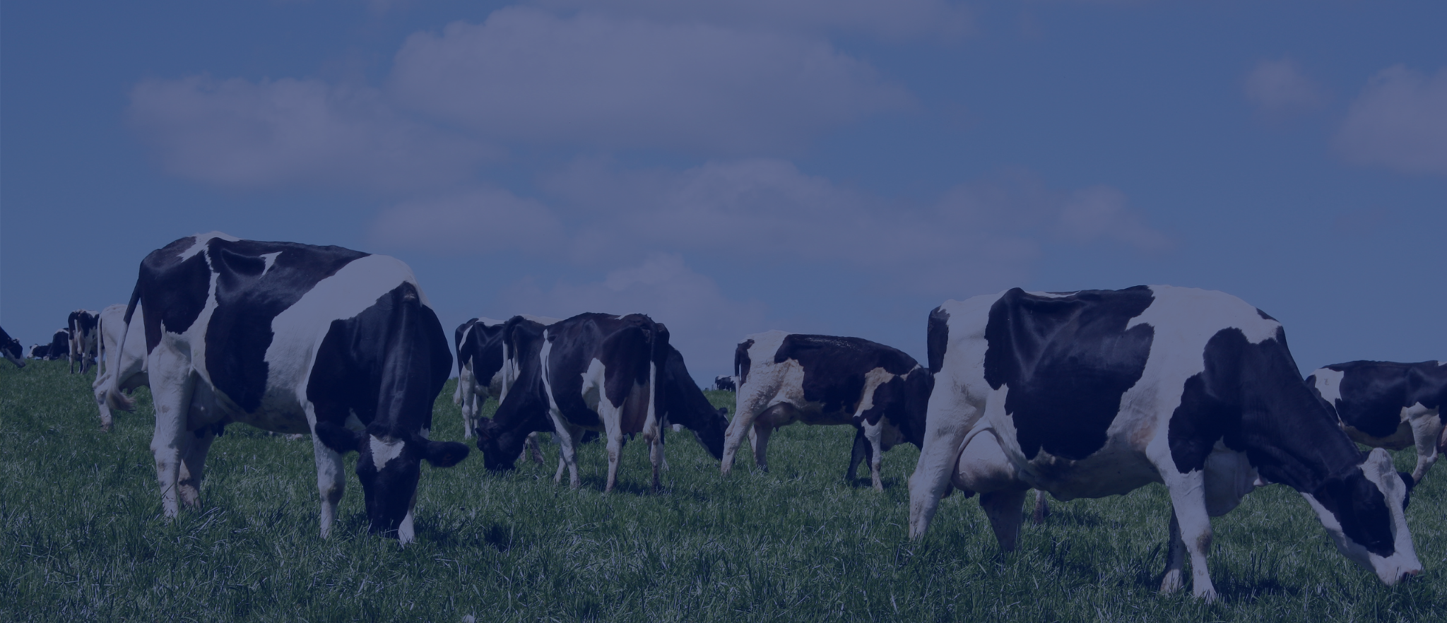 Wisconsin dairy farmers put out to pasture