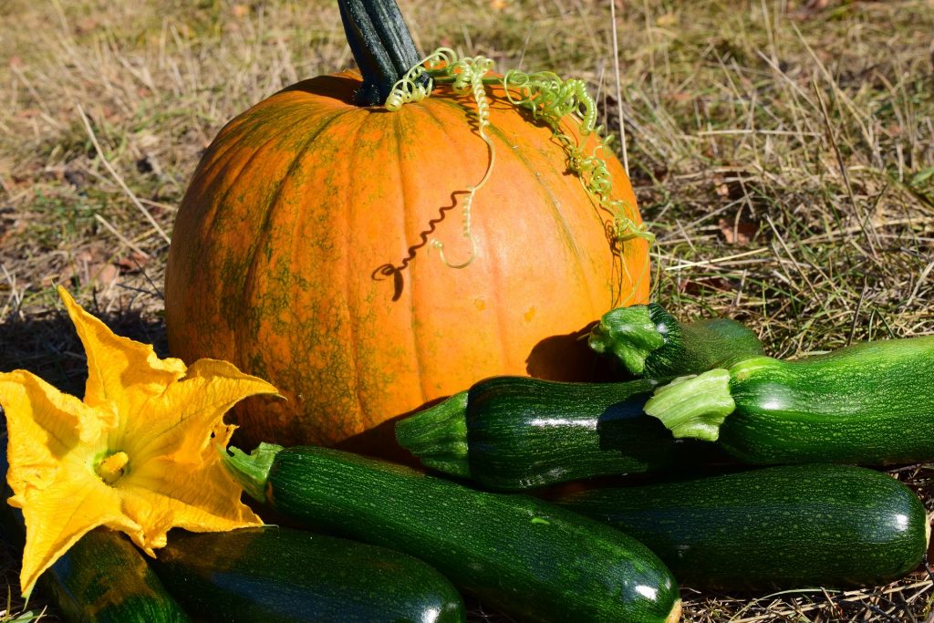 Health Benefits of Pumpkin, Squash & Zucchini | MELT Blog
