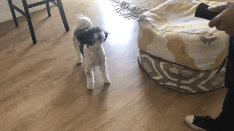 petty pals pet gentle