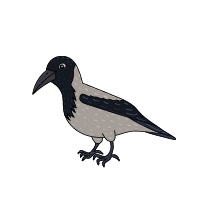 black and grey bird