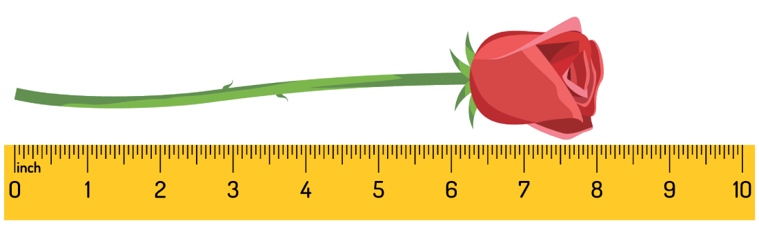 Let’s Compare Length