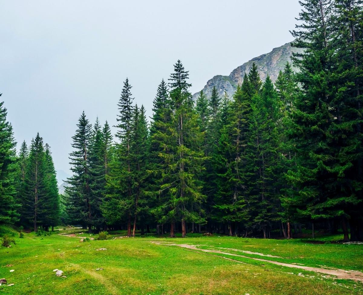 Green fir pine tree forest landscape in the mountains. Minimalist scenery with edge coniferous forest and rocks in light mist.