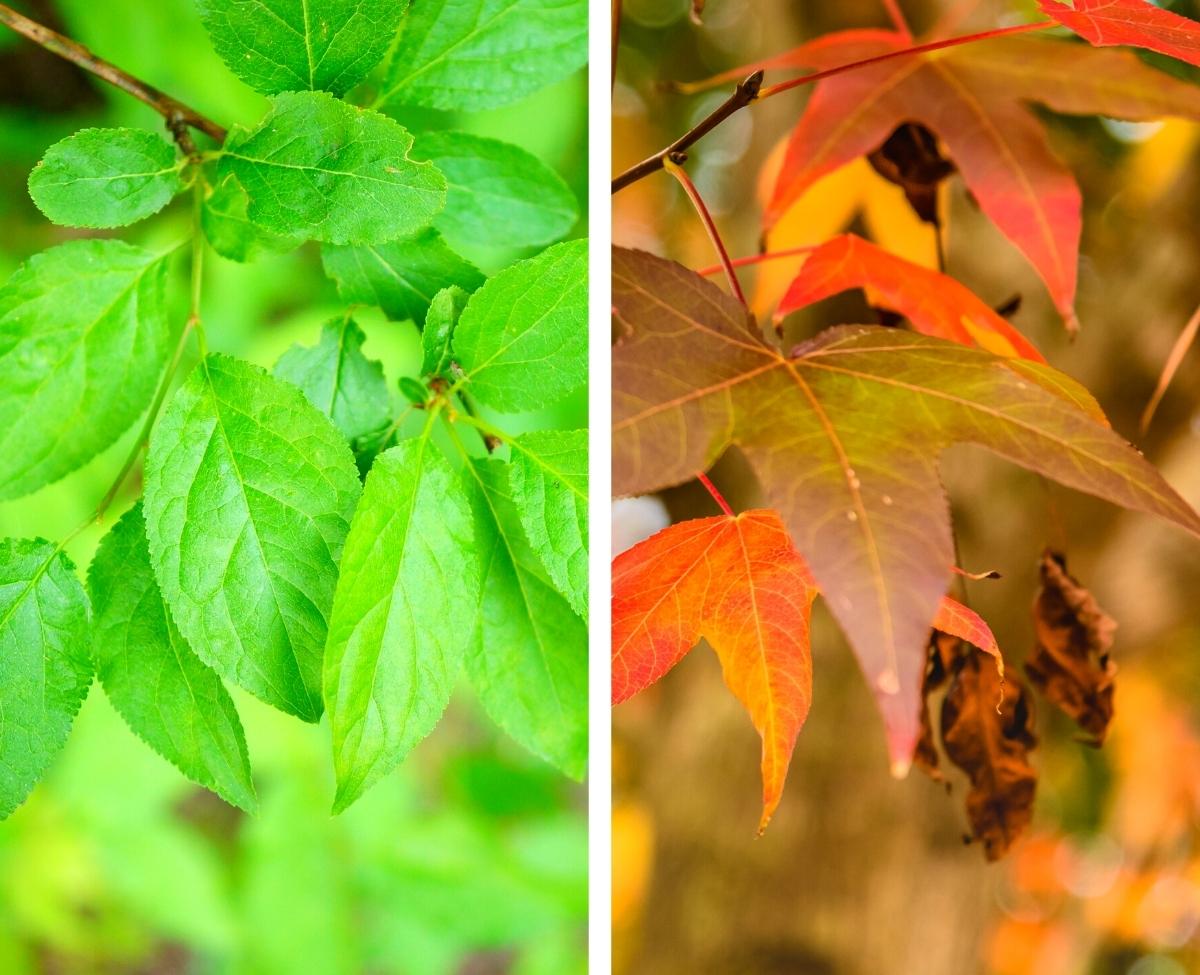 Left side, green, broad, wide, flat leaves. Right side, orange and yellow, broad, wide, flat leaves