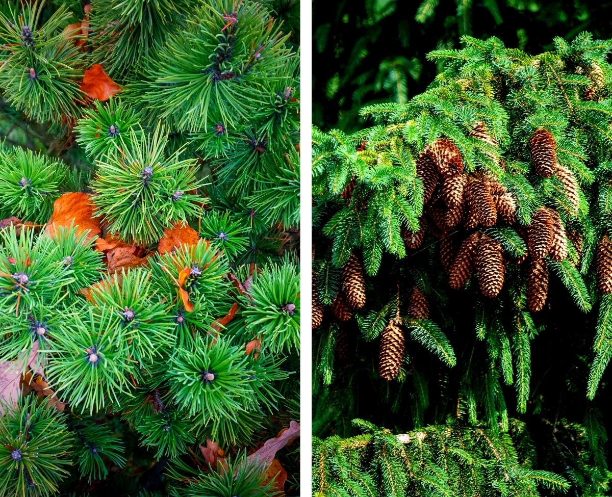 Coniferous and Deciduous