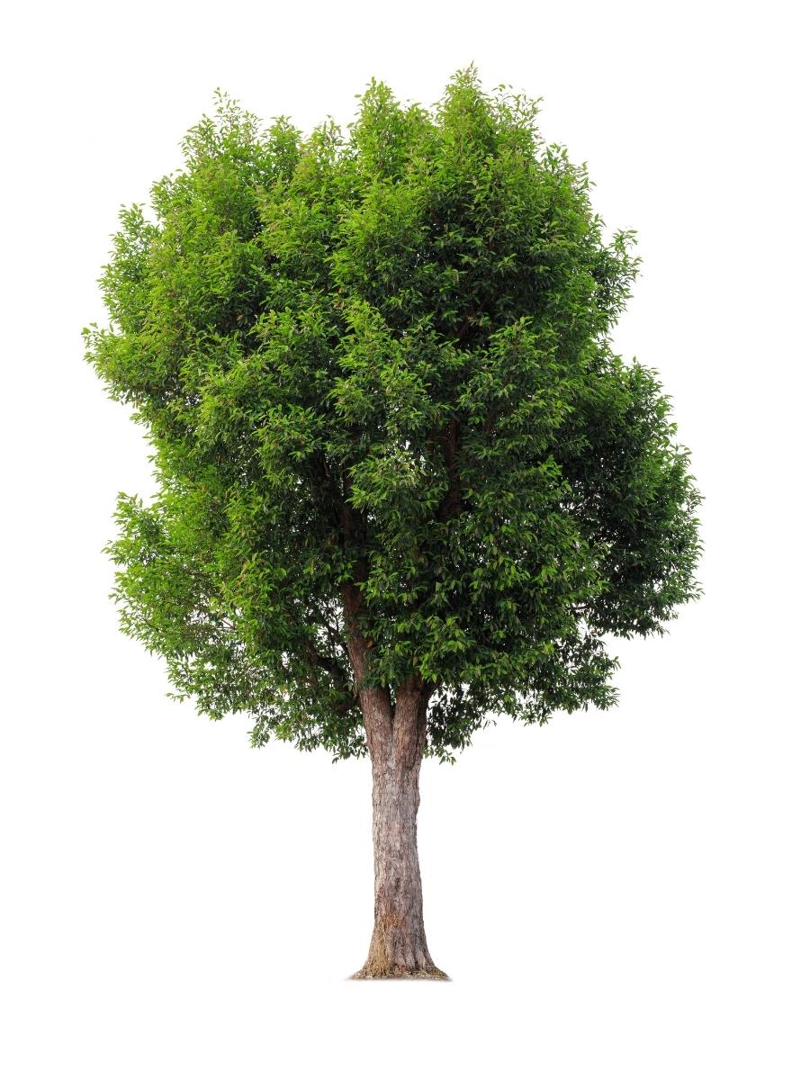 Tree that has green, broad, wide, flat leaves