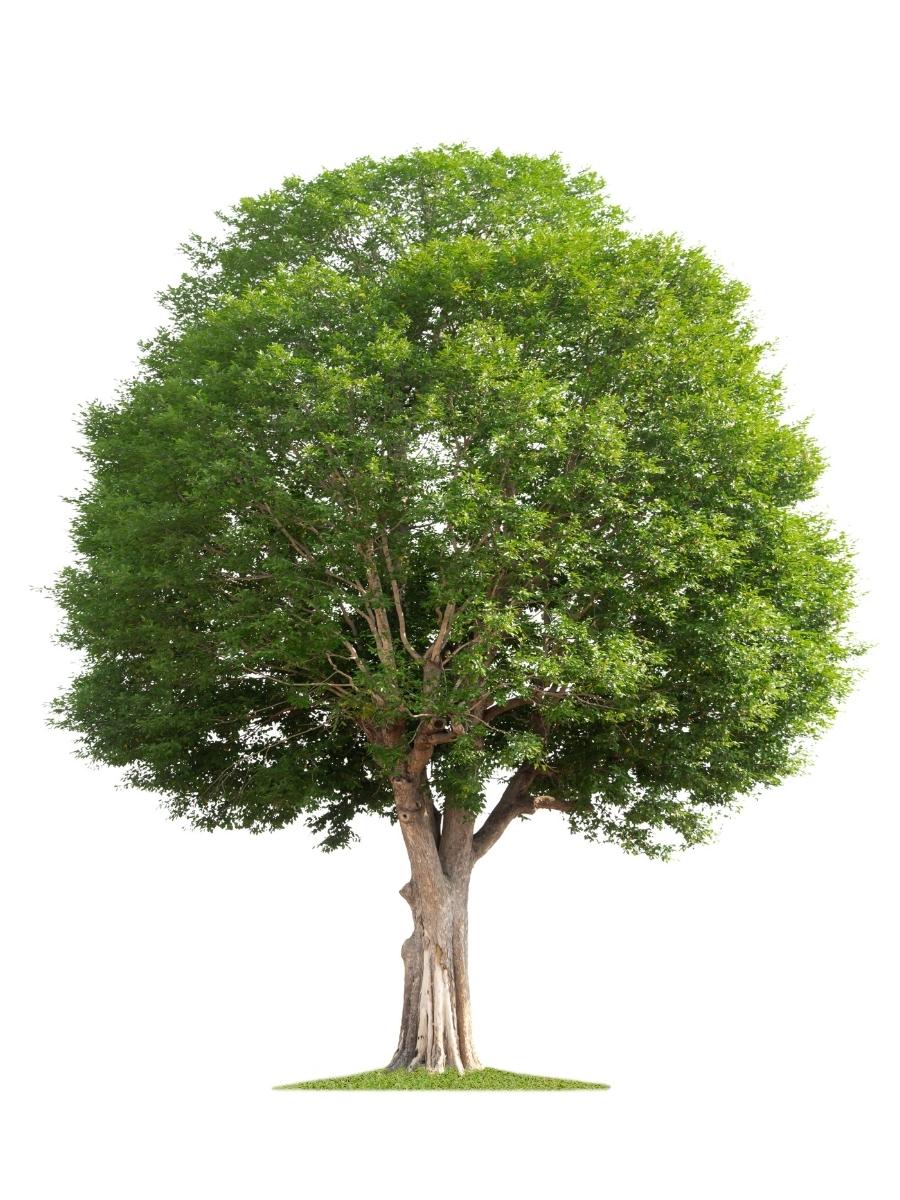 Large tree that has green, broad, wide, flat leaves