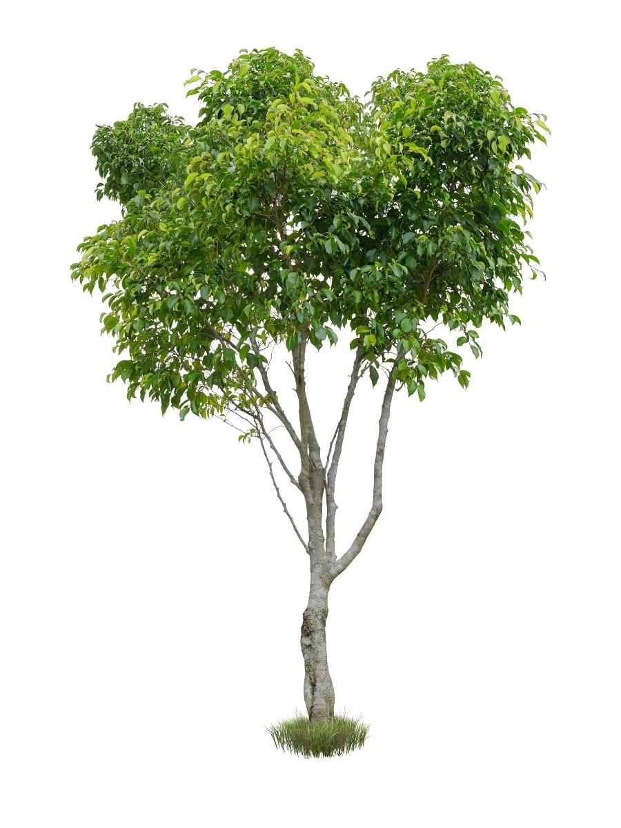 large tree that has green, broad, wide, flat leaves
