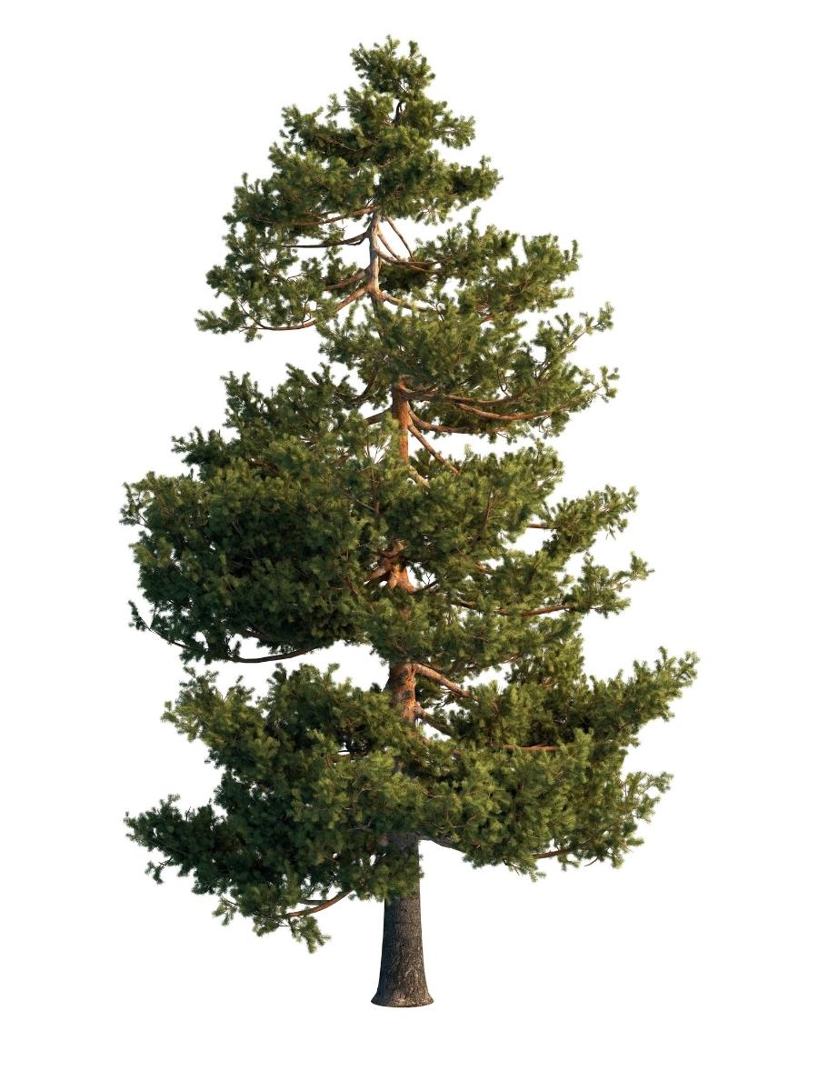 Pine tree that has needles instead of leaves.