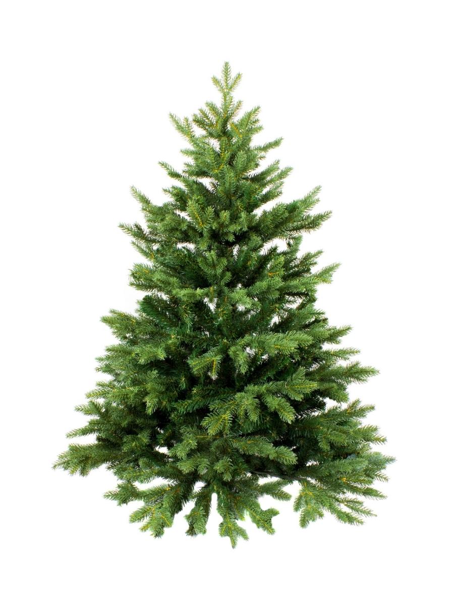 Green Pine tree that has needles instead of leaves.