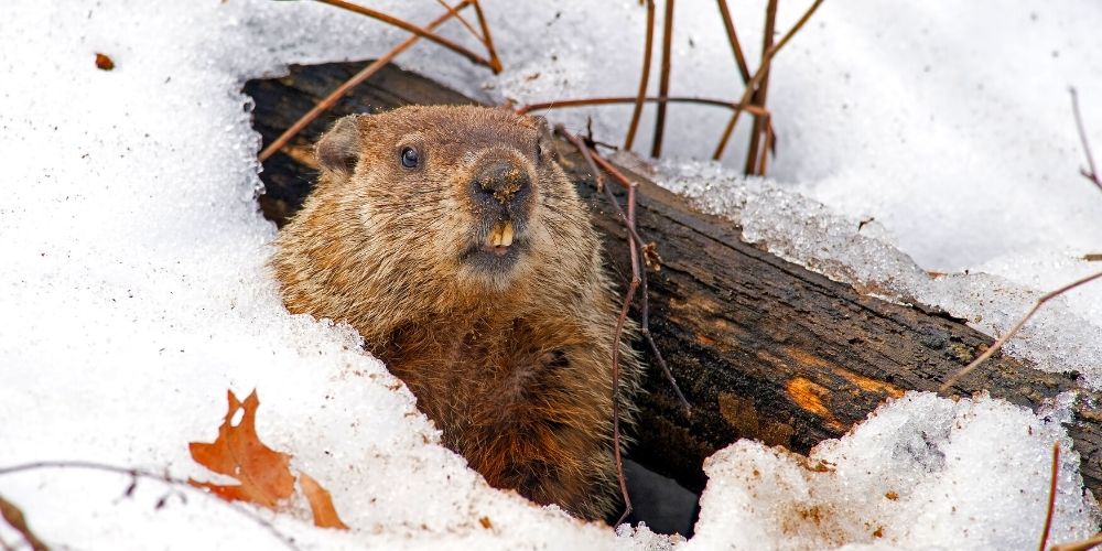 Groundhog Emerging from a Snow Covered Den